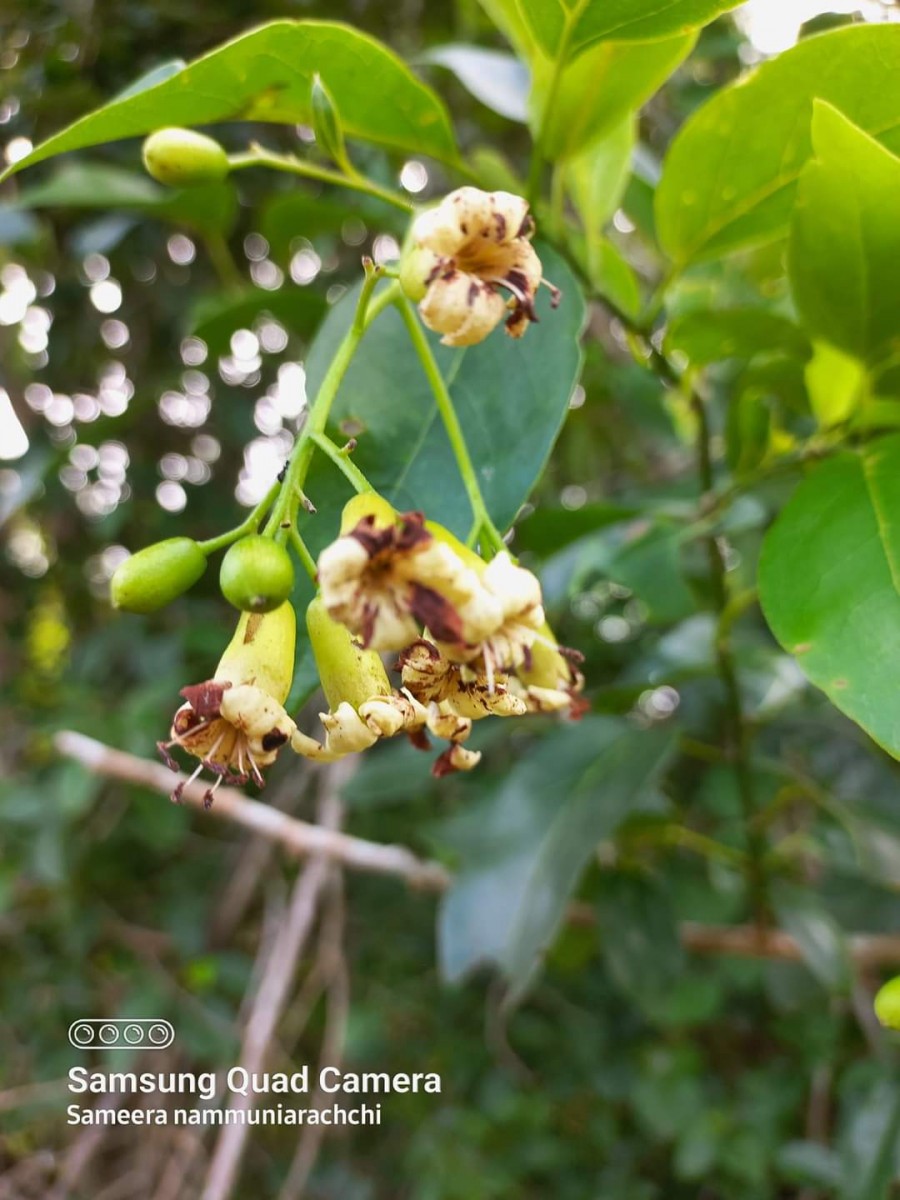 Cordia oblongifolia Thwaites